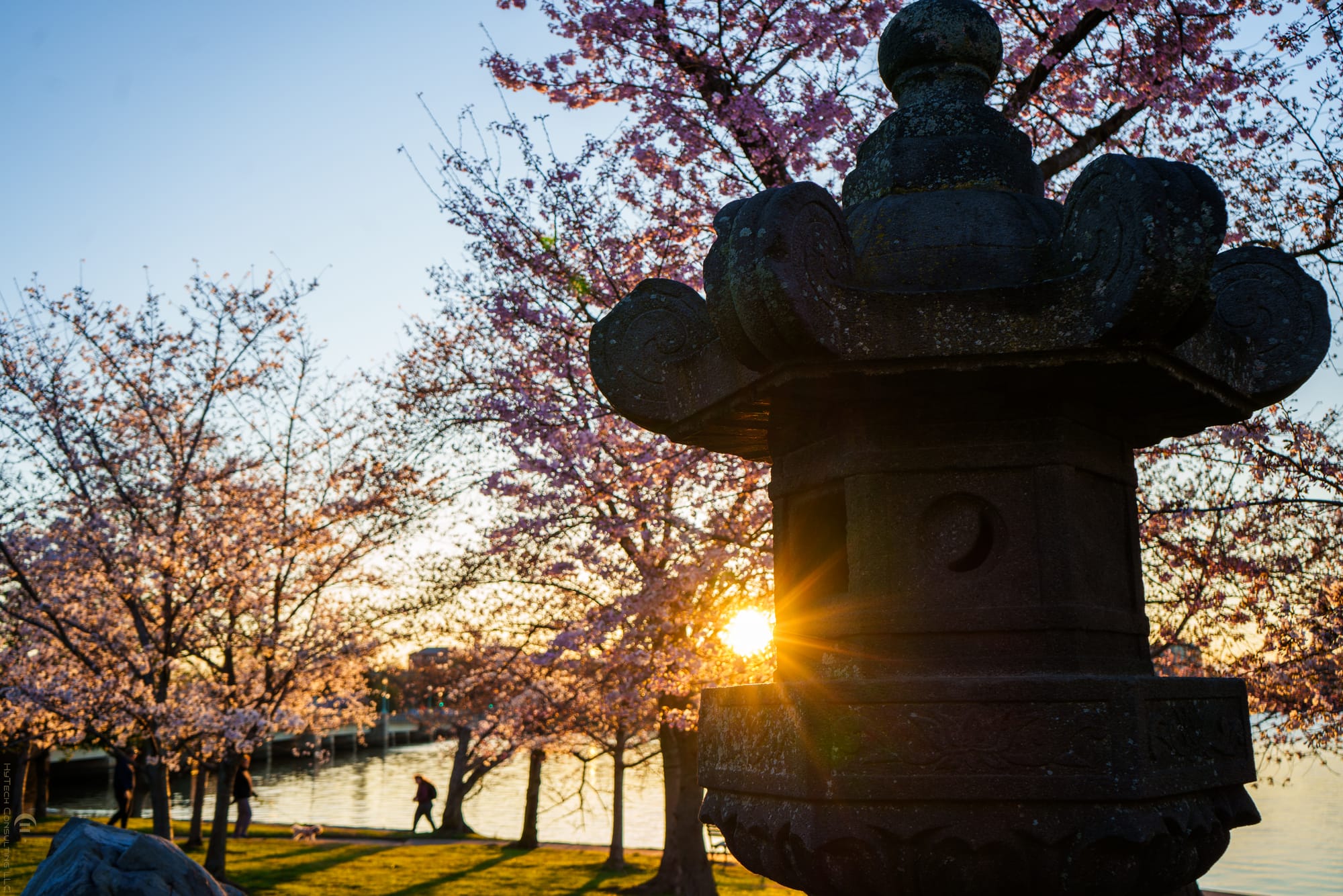 2024 Cherry Blossom Festival